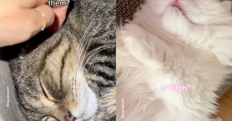 Cats Go Viral for Making Adorable Noises