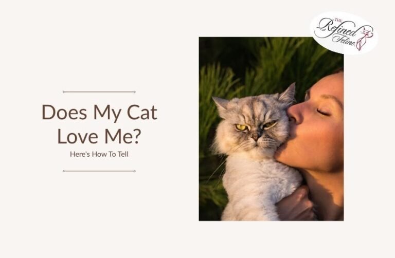 Does My Cat Love Me? Here's How To Tell