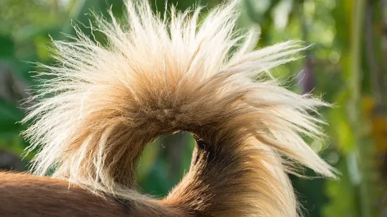 Domestication of Animals Leads to Genetic Changes