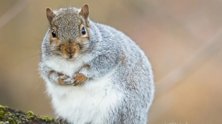 Fascinating Fat Squirrels Spotted in Abundance Fascinating Fat Squirrels Spotted in Abundance