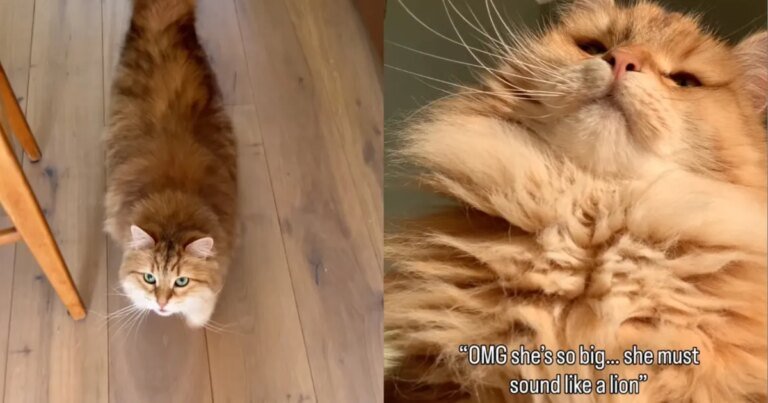 Fluffy Cat Making Adorable ‘Squeaky’ Sounds Steals Hearts
