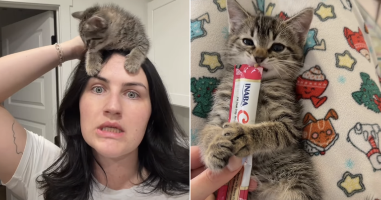 Foster Kitten's Bedtime Routine Will Melt Your Heart