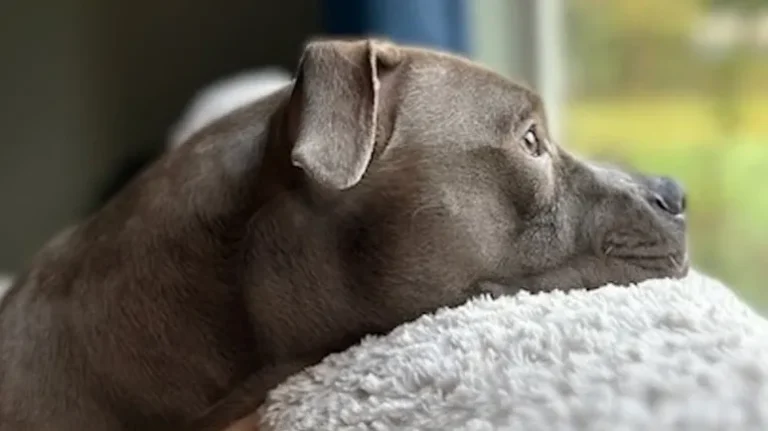 From Suitcase to Safe in Someone’s Lap