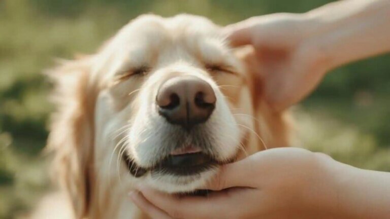 Fun ways to strengthen your bond with pets