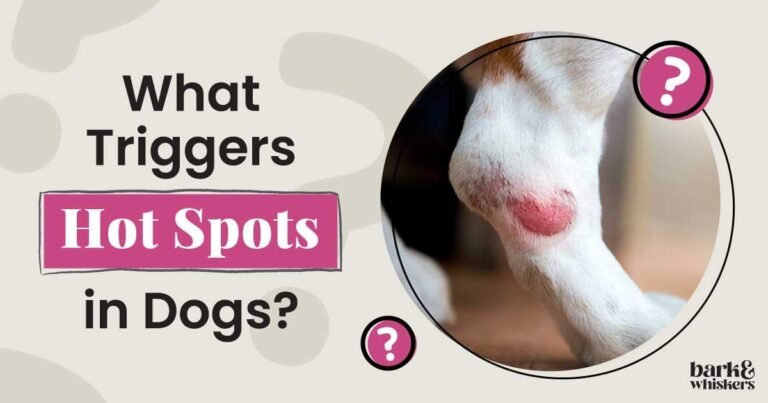 Getting to the Root Cause of Hot Spots in Dogs