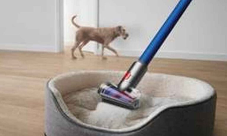 Go Beyond the Basics with 5 Simple Upgrades to Your Pet Care Routine Go Beyond the Basics with 5 Simple Upgrades to Your Pet Care Routine