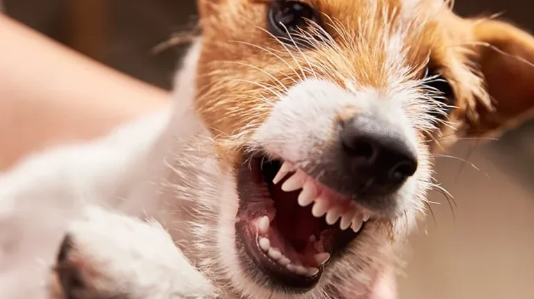 Hidden Causes of Behavioral Issues That Hardly Anyone Suspects