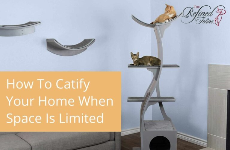 How to Catify Your Home When Space is Limited How to Catify Your Home When Space is Limited