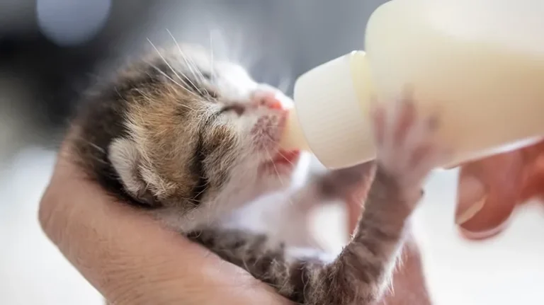 How to Feed Your New Kitten for a Strong Start in Life How to Feed Your New Kitten for a Strong Start in Life