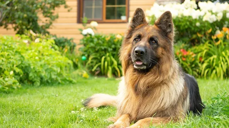 How to Have a Yard That's Both Beautiful and Dog-Friendly