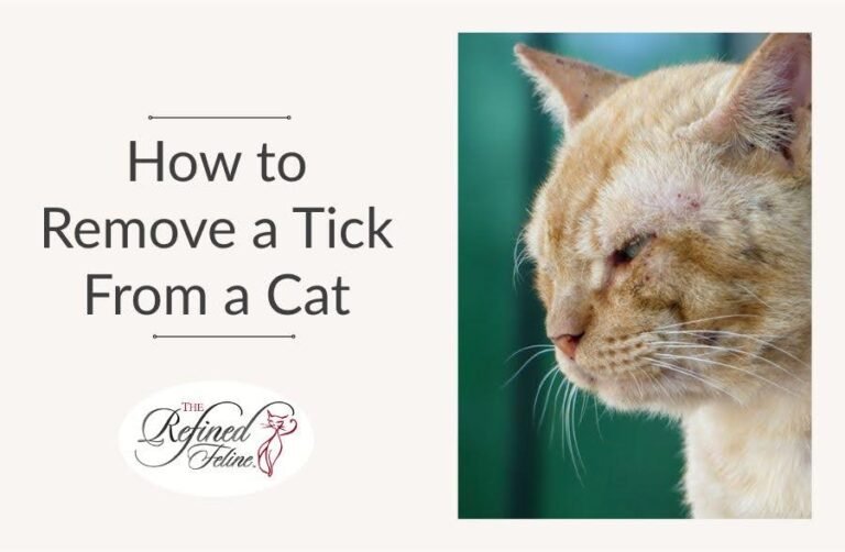 How to Remove a Tick From a Cat