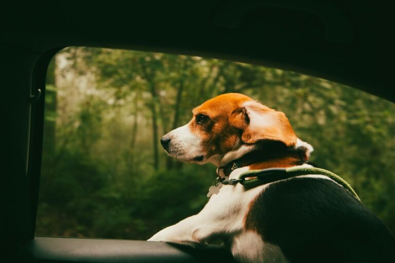How to Travel With Your Dog Without the Anxiety (Yours or Theirs)