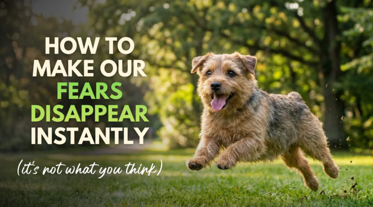 How to make our fears disappear instantly (it's not what you think) – Dr. Dobias International