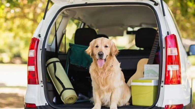 How to plan a perfect vacation with your pet How to plan a perfect vacation with your pet