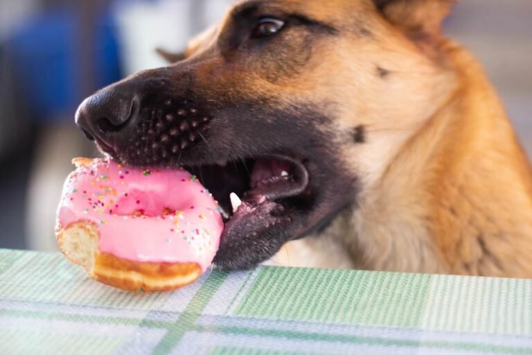 How to stop your dog from stealing food from the table German Shepherd stealing food from the table. How to stop my dog from stealing food from the table