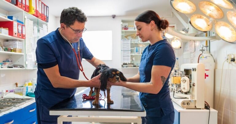 'I'm a vet - these 4 tips could keep your pet healthy and cut bills'
