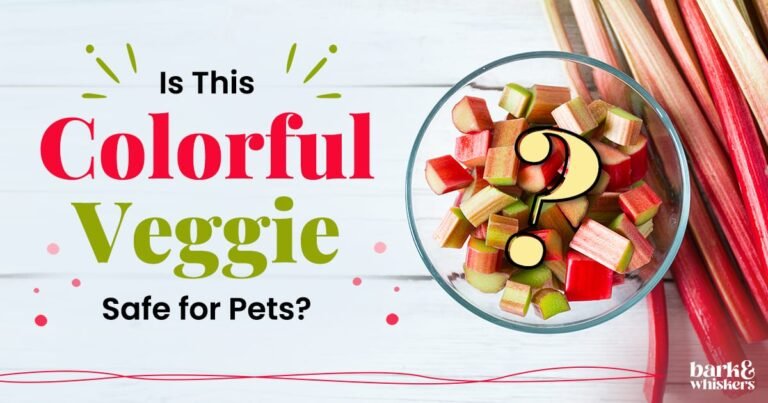 Is Rhubarb Good for Your Pet?