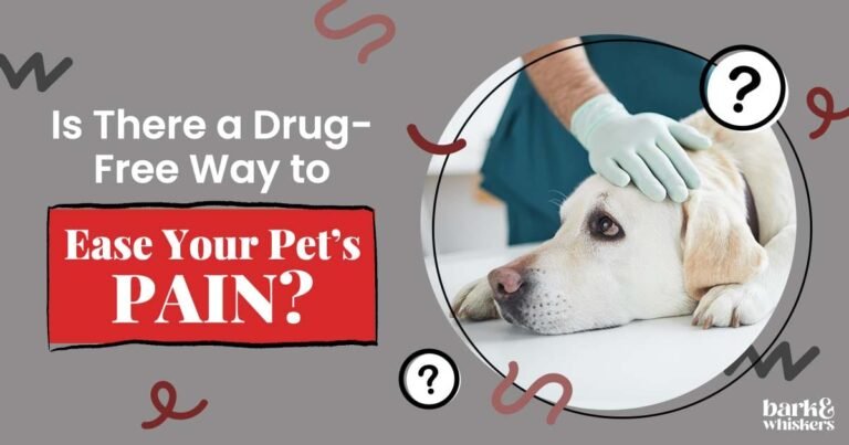 Is There a Drug-Free Way to Ease Your Furry Friend's Pain?