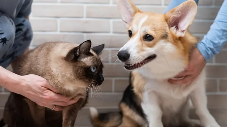 Is Today's Pet Food Unsellable to Millennials?