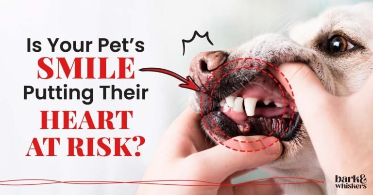 Is Your Pet's Smile Putting Their Heart at Risk?