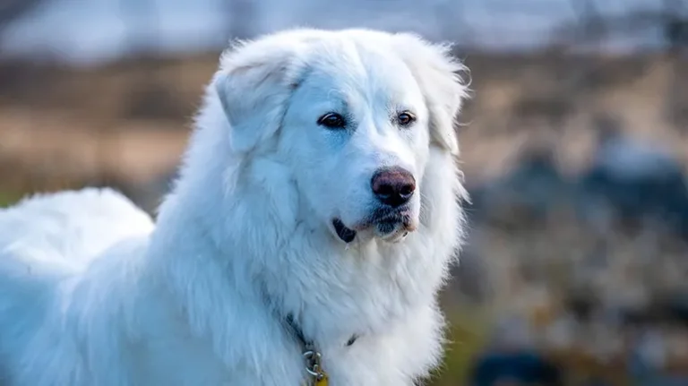 Just the Presence of These Guardian Dogs Keeps Predators Away