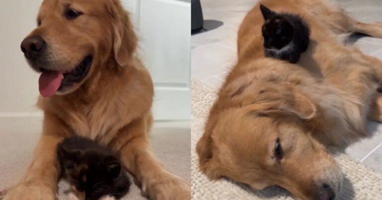 Kitten Grows up With Golden Retriever Who Slowly Becomes Her Whole World Kitten Grows up With Golden Retriever Who Slowly Becomes Her Whole World