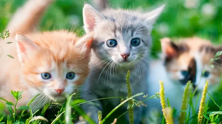 Kitten Kindergarten - The Importance of Training and Socializing