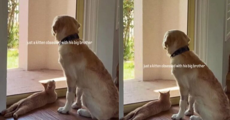 Kitten Looks at Older Dog Sibling With Much Admiration & Love
