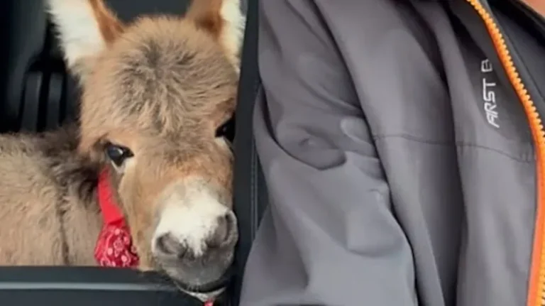 Meet Rosita, the Donkey Who Acts Like a Dog Meet Rosita, the Donkey Who Acts Like a Dog