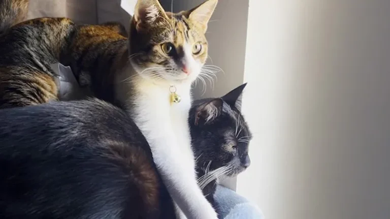 Meet the Toe-Biting Duo