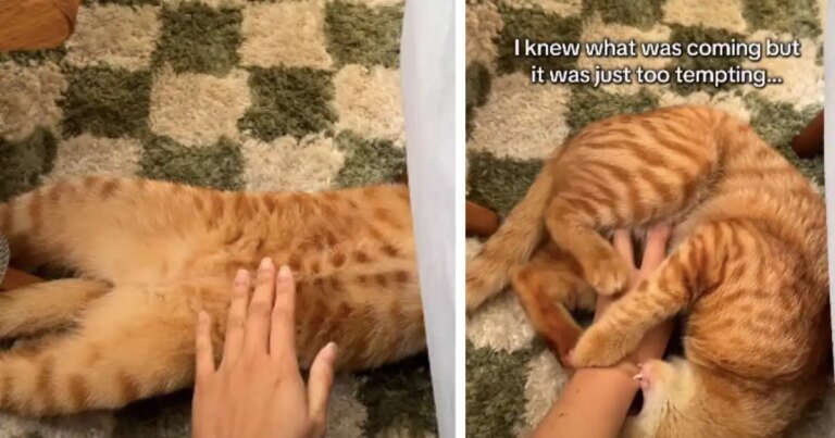 Owner Can't Resist Petting Cat Even Though There's Consequences
