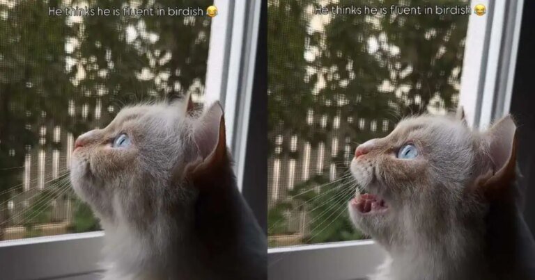 Owner Captures Cat Adorably Talking to Birds in ‘Birdish'
