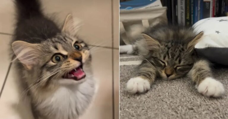 Owner Reveals Difference in Kitten Before & After Breakfast