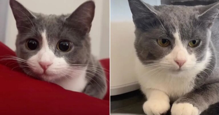 Owner Shows Many Expressions of Cat, All Adorable