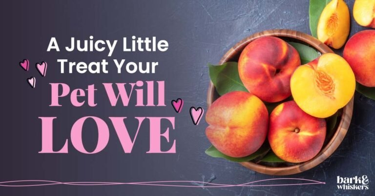 Peaches Fuel Healthy Cells and Boost Brain Power in Pets