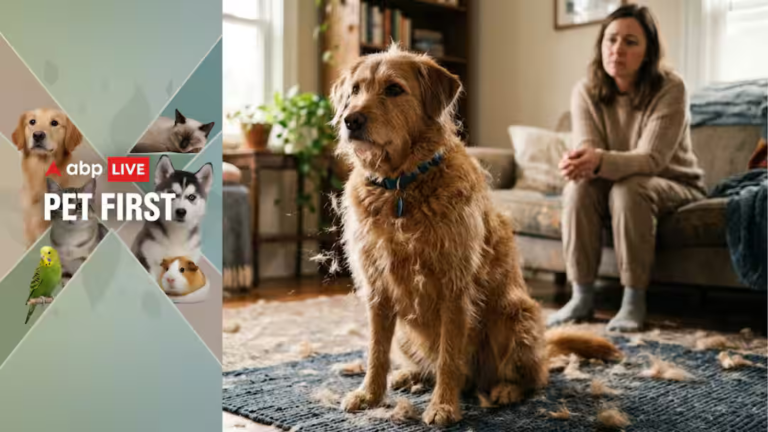 Pet First | 5 Reasons Your Dog Is Shedding More Than Usual