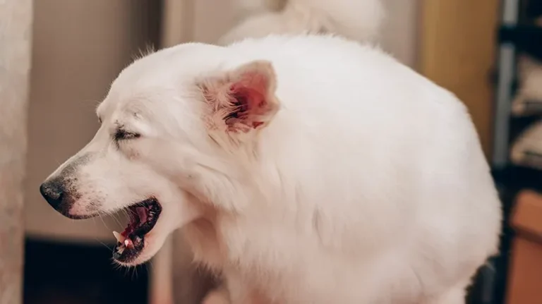 Pets at Risk for Pyloric Stenosis