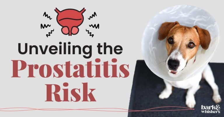 Prostatitis in Dogs – Symptoms, Causes, and Treatment Prostatitis in Dogs - Symptoms, Causes, and Treatment