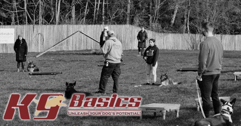 Puppy Preschool Before 16 Weeks