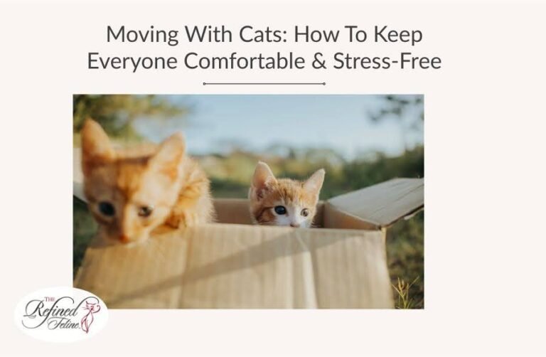 Moving With Cats