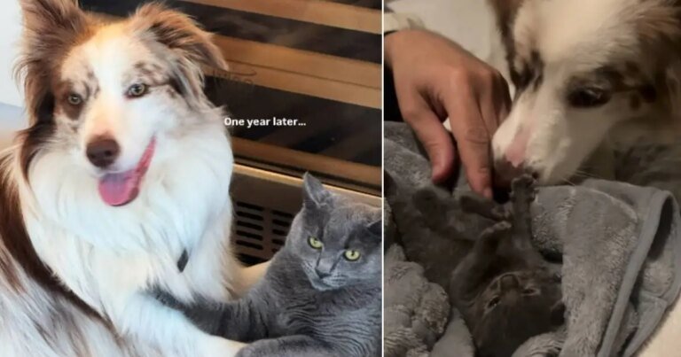 Rescue Cat Is Inseparable From the Dog Who Helped Her Survive & Thrive