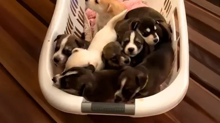 Rescuer Gets the Biggest Surprise at the Vet Rescuer Gets the Biggest Surprise at the Vet