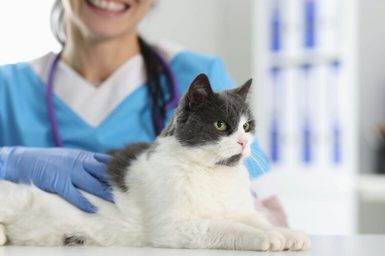 Should I Take My Cat to the Vet Annually?