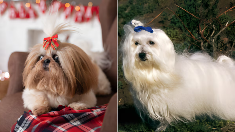 Small Dog Breeds That Stay Cute Like Puppies Forever Small Dog Breeds That Stay Cute Like Puppies Forever