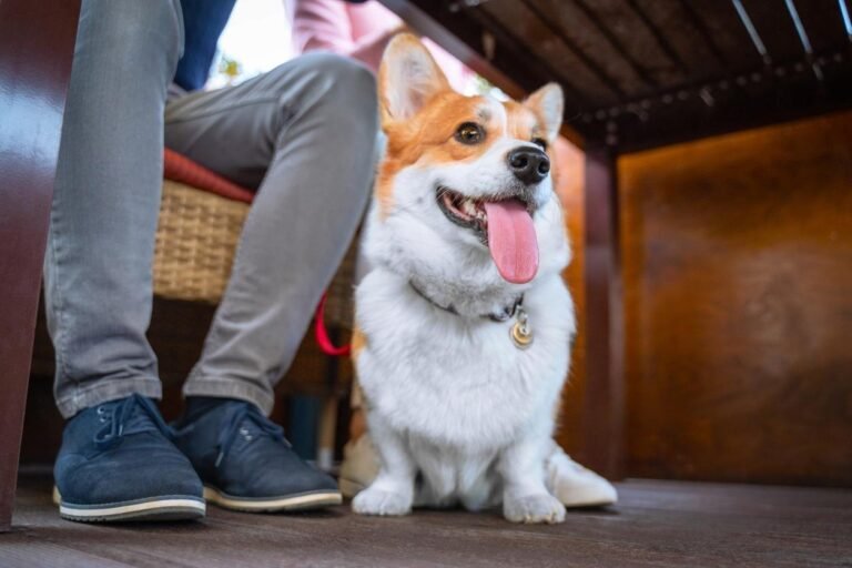 Corgi at a restaurant. Tampa Bay Dog Friendly Restaurants that Serve Brunch