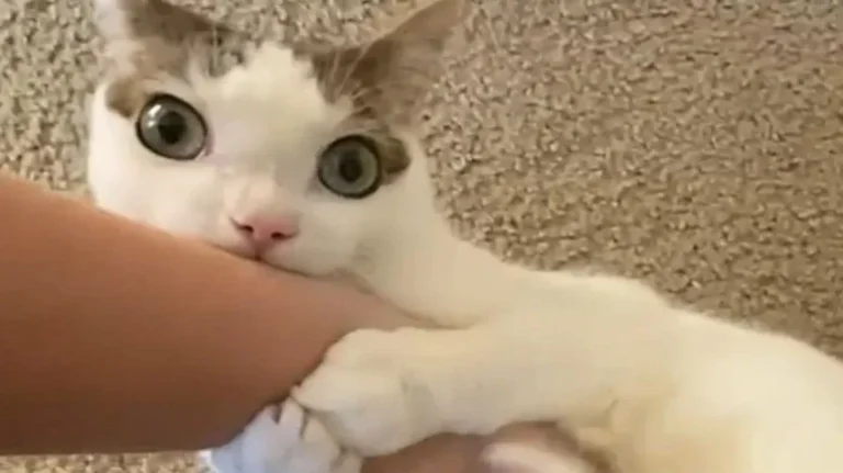 The 'Weird Cat' Everyone Falls For