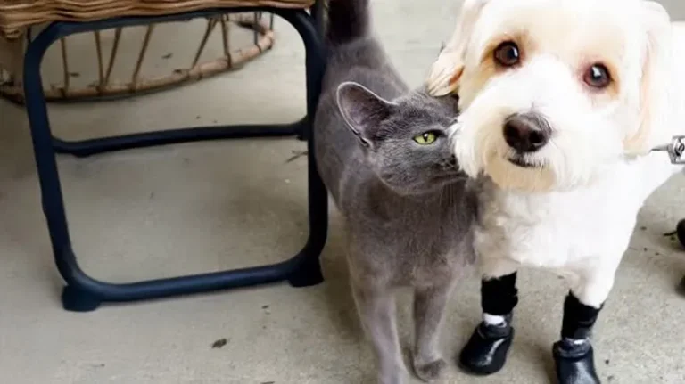 The Cat Who Picked Her Family