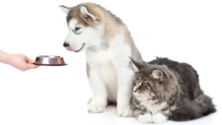 The Greatest Health Threat to Pets