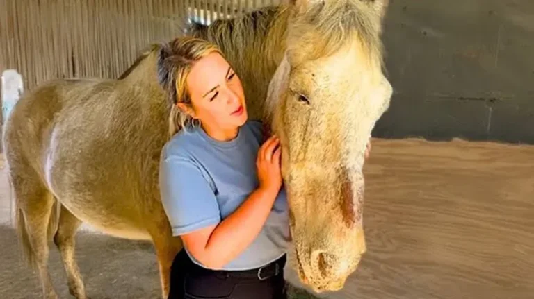 The Grumpy, Old Horse Who Loves His Humans