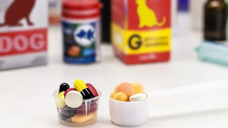 The Hidden Risk of Antibiotic Resistance in Pets
